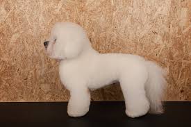 Image result for lucernský honič