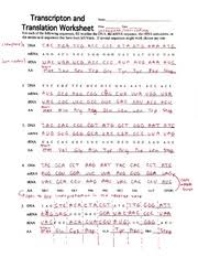 T a c g c g c c t a g g g g g t g g Transcription And Translation Practice Worksheet Nidecmege