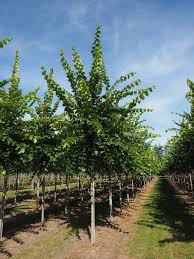 Its natural range is predominantly south european, extending to asia minor and iran; Udenhout Trees Ulmus Laevis Helena