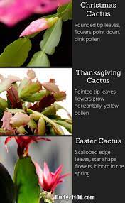 Your christmas cactus may flower on its own, depending on the conditions. How To Keep A Christmas Cactus Alive Make It Thrive