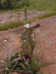 Image result for Chlorophytum macrophyllum