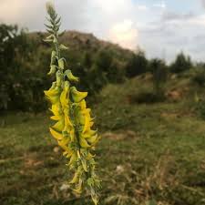 Image result for Crotalaria misella