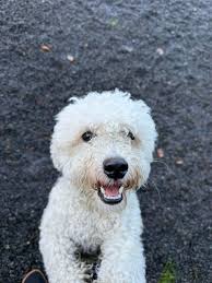 Benji + Link, Shelby + Hunter G., Blu + Ford, Harry + Gibbs, Dixie + Lemo,  Hunter F., Newt, Kasey, Luna, Murphy, Callie, Havana, Finn, Daisy, and  Apollo(Post 2 of 3) #CampKCS