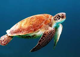Sea Turtles Smithsonian Ocean