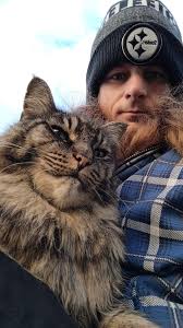 My guy Steve : r/SiberianCats