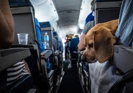 Consejos Para Viajar Con Mascotas En El Avion Skyscanner Espana
