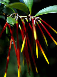 Image result for Plicosepalus amplexicaulis