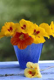 It is a flowering shrub in the plant family malvaceae native to much of asia. Plants Nations South Korea Cgtn