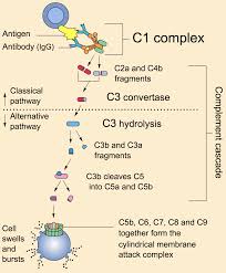 Immune Response Immune Cell Types Geeky Medics