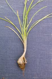 Image result for Isoetes