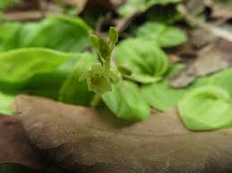 Image result for Malaxis katangensis