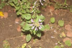 Image result for Orthosiphon thymiflorus