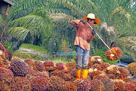 Small and highly degraded forest patches are usually scattered across oil palm plantation landscapes and often exist as permanent features. Palm Oil Refiners Asks Govt To Lift Mco On Plantation Industry Mpoc