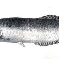 Image result for Heterotis