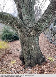 Image result for Eschenbachia ulmifolia