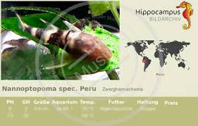Nannoptopoma is a small genus of catfishes of the family loricariidae. Etiketten Von Nannoptopoma Spec Peru