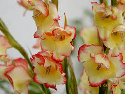 Image result for Gladiolus dalenii