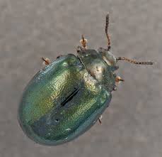 Image result for Blotiella natalensis