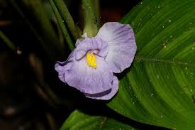 Image result for Halopegia azurea