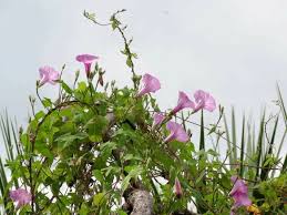 Image result for Ipomoea barteri