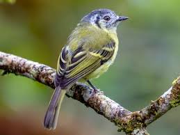 Image result for Micractis bojeri