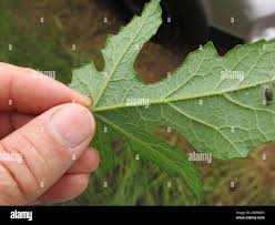 Image result for Coccinia adoensis