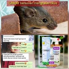 Nak hapuskan keturunan tikus tapi masih tak jumpa racun yang berkesan? Ubat Gegat Boleh Halau Tikus
