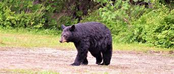 Bear bile: A dangerous business for Asian wildlife | The Vegan Review