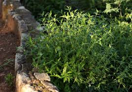 Image result for Megalochlamys hamata