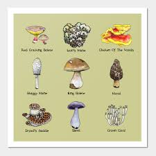 Mushroom Id