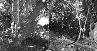 Image result for Diospyros inhacaensis