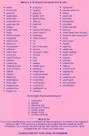 Pin By Ruth Valdes Anderson On Pets Toxic Plants For Cats Poisonous Plants Kitten Health