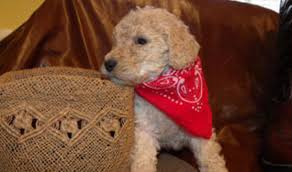 Our goal is to carefully breed beautiful goldendoodles with balanced temperament, excellent health and beauty. Breeders Colorado Usa