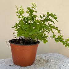 Image result for Adiantum capillus-veneris