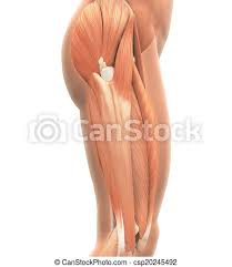 The hamstring muscle attachment points. Upper Legs Muscles Anatomy Isolated On White Background 3d Render Canstock