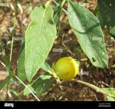 Image result for Solanum campylacanthum 'incanum type'