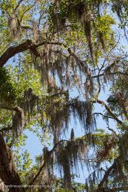 Maybe you would like to learn more about one of these? 3 Tage In Savannah Georgia Sudstaatenschonheit Mit Gruselfaktor Feed Me Up Before You Go Go