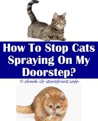 14 Stupefying Cat Stop Spraying After Neuter