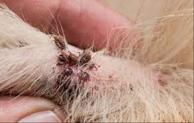 Image result for what do Mallophaga look like in dog fur