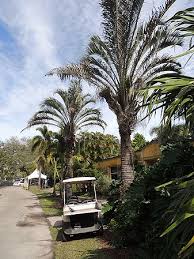 Image result for Dypsis decaryi