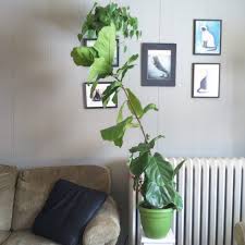 Cat's fiddle leaf fig comeback. Plant Portrait Fiddle Leaf Fig Leaf And Paw