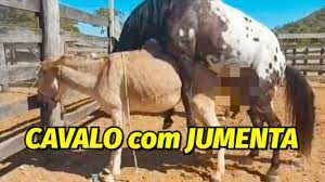 Quando o CAVALO CRUZA com uma JUMENTA o que acontece?? 