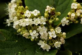 Image result for Clerodendrum johnstonii