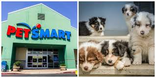 #1 of 22 in pets. Petsmart Locations Across Canada Are Hosting A Massive Adoption Weekend Narcity