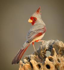 Common Birds Of Southern Arizona Pin On Birds