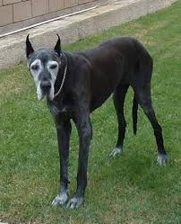 A blue great dane's eyes can be dark brown, amber or even pale blue. Great Dane Dog Breed Pictures 4