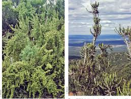 Image result for Eriocaulon abyssinicum