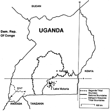 Image result for Bothriocline ugandensis