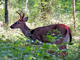 Ohio Deer Hunting Season 2018 2019 Trekohio