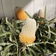 Image result for Protea